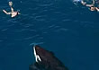 orcaswim