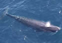 rarewhale