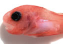 redwormfish