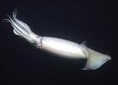 Humboldtsquid