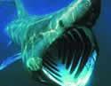 basking_shark_open