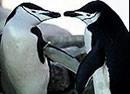 gay_penguins