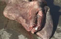 goblin_shark_head