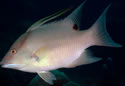 colorhogfish