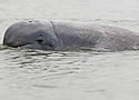 irrawaddydolphins