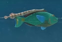 parrotfishfollow