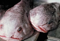 blobfish