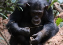 chimpanzeefishing