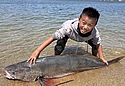 chongfish