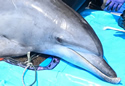dolphinmenace