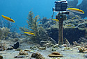 doorbellfish