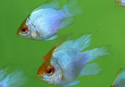 fishrace
