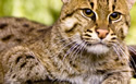 fishingcatsbengal