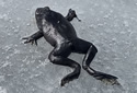 frogdead