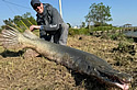 garfish