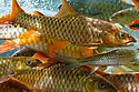 malayfish