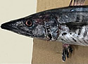 medfish
