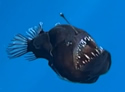 monsterfish