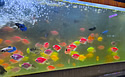 nepalfish