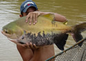 pacu-eater
