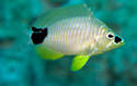 reeffish