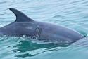 reggiedolphin