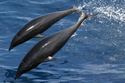 rightwhalenorth