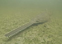 sawfishfl