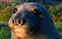 sealhead