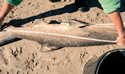 sharkmeasure