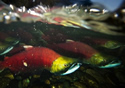 sockeye