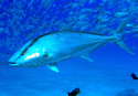 tunafish