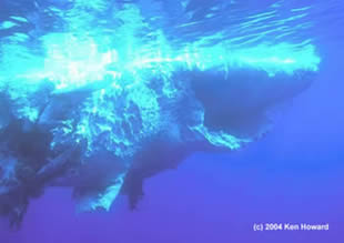 1111SpermWhaleCarcass1350