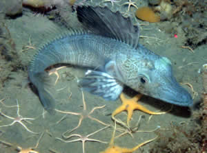 Antarctic Ice Fish