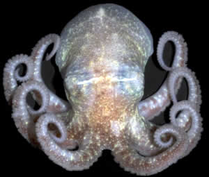 Antarctic octopus