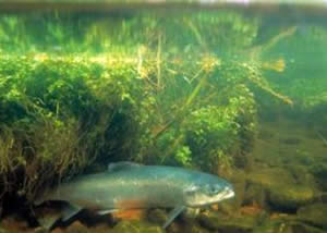 Atlantic Salmon