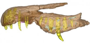 Baryonyx snout bone