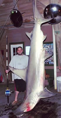Dan Ficocello hammerhead shark