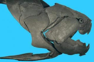 Dunkleosteus