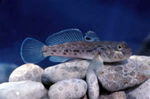 adult round goby