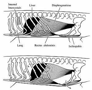 alligator lung shift