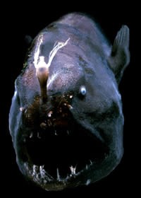 anglerfish