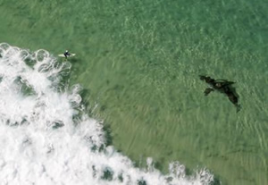 australia shark surfer