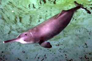 baiji dolphin extinct