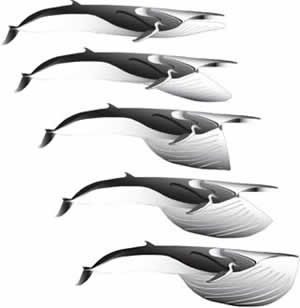 baleen whale gulp