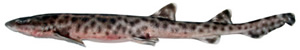 bali catfish