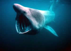 basking shark agape