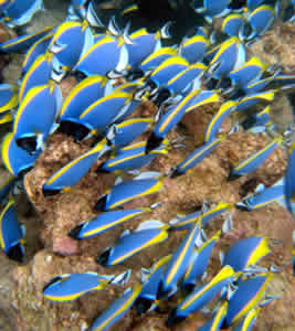 blue powder tangs