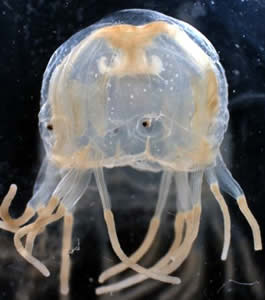 box jellyfish