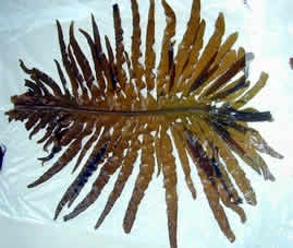 brown seaweed